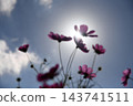 Cosmos blooming toward the sky Cosmos blooming toward the sky 143741511