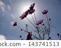 Cosmos blooming toward the sky Cosmos blooming toward the sky 143741513