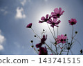 Cosmos flowers translucent in the sunlight Cosmos flowers translucent in the sunlight 143741515