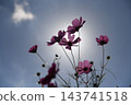 Transparent cosmos flowers Transparent cosmos flowers 143741518