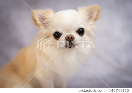 一隻白色長毛吉娃娃犬凝視著灰色的背景。 143741520
