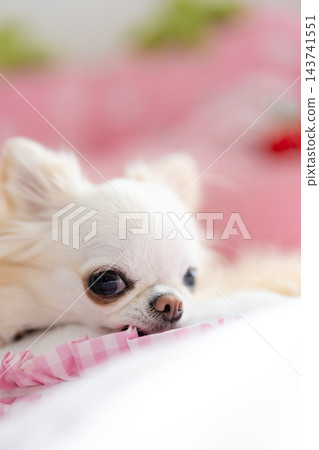 當一隻可愛的吉娃娃犬休息時,下巴擱在一塊粉紅色的布上。 當一隻可愛的吉娃娃犬休息時,下巴擱在一塊粉紅色的布上。 143741551