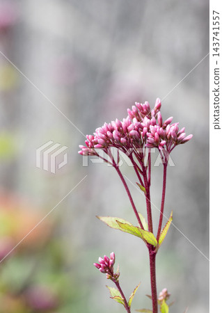 澤蘭花 02 澤蘭花 02 143741557