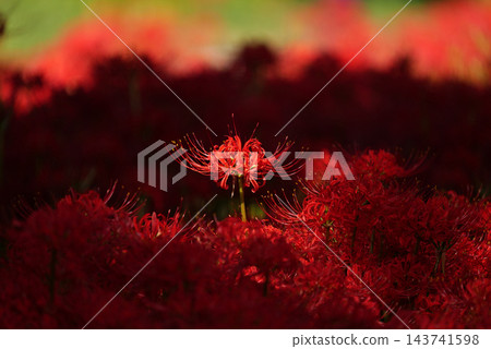 Higanbana1223452 Higanbana1223452 143741598