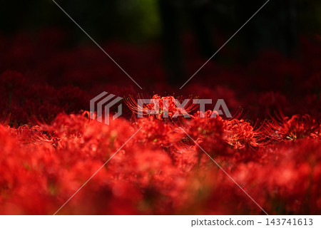 Higanbana1223534 Higanbana1223534 143741613
