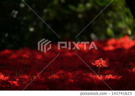 Higanbana1223563 Higanbana1223563 143741623