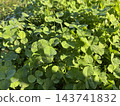 在清晨的陽光下，茂盛的綠酢漿草（地被植物）閃著水珠。 143741832