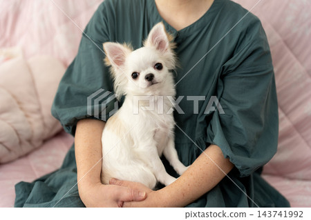 一名女子抱著一隻白色吉娃娃,它正看著鏡頭。 一名女子抱著一隻白色吉娃娃,它正看著鏡頭。 143741992