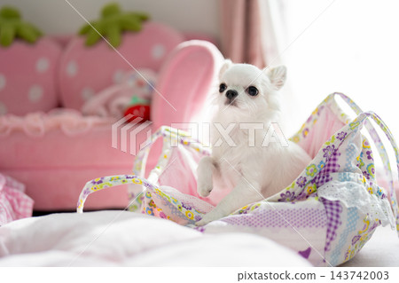 A cute white Chihuahua looking up from inside a bag A cute white Chihuahua looking up from inside a bag 143742003