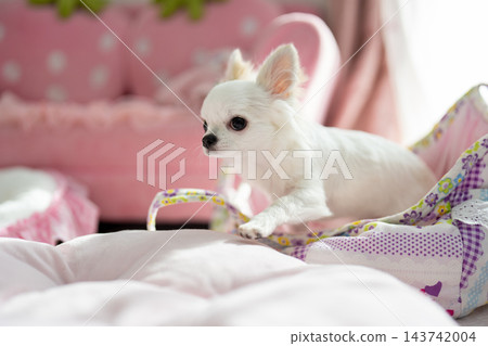 A white Chihuahua excitedly leans out of a bag. A white Chihuahua excitedly leans out of a bag. 143742004