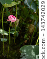 Pink lotus flowers bloom in August at Shinobazu Pond, surrounded by lotus leaves floating on the water's surface. 143742029