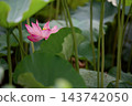 Pink lotus flowers peeking out from behind large lotus leaves in Shinobazu Pond in August. 143742050