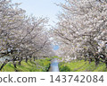 Cherry blossom trees on the river side 143742084