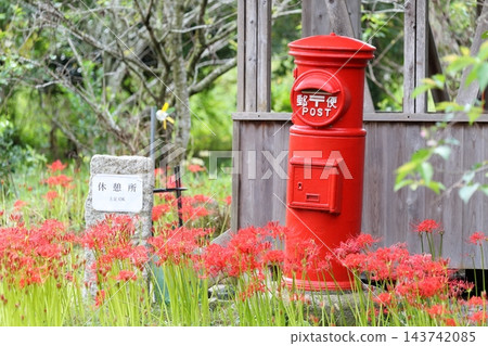 一個昭和時代的復古紅色圓形信箱和鮮豔的彼岸花。 143742085