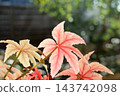 逆光下，粉紅色的葉子和美麗的葉脈呈現出半透明狀。 143742098