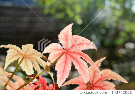 逆光下，粉紅色的葉子和美麗的葉脈呈現出半透明狀。 143742098