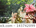 逆光下，粉紅色和綠色的葉子呈現出半透明的效果。留白處 143742099
