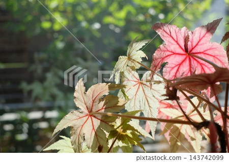 逆光下，粉紅色和綠色的葉子呈現出半透明的效果。留白處 143742099