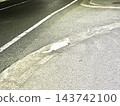 畫面中有白色的路標和一隻白貓。 143742100