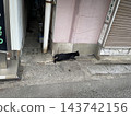 一隻黑貓在街角的建築物旁行走。 143742156
