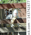 A charming little zoo in Nara Prefecture, where you can relax and enjoy the company of 5-6 different kinds of animals. 143742877
