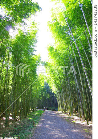 Fresh green bamboo grove Fresh green bamboo grove 143743239