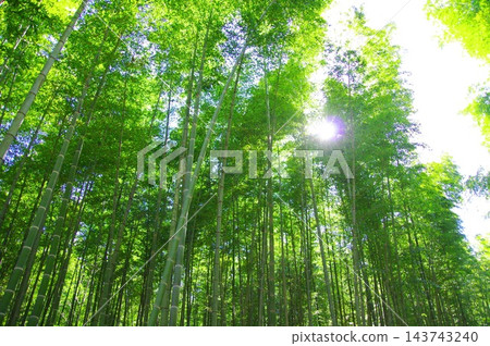 新鮮的綠色竹林 143743240