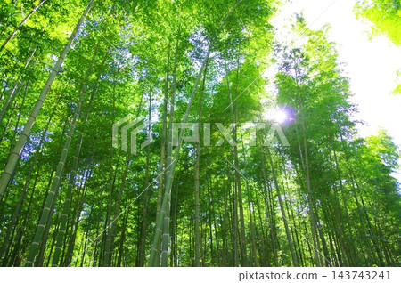 新鮮的綠色竹林 新鮮的綠色竹林 143743241