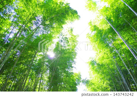 新鮮的綠色竹林 新鮮的綠色竹林 143743242