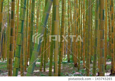 新鮮的綠色竹林 新鮮的綠色竹林 143743265