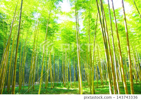 新鮮的綠色竹林 新鮮的綠色竹林 143743336