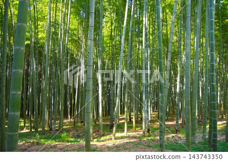 新鮮的綠色竹林 新鮮的綠色竹林 143743350