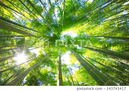 新鮮的綠色竹林 新鮮的綠色竹林 143743417