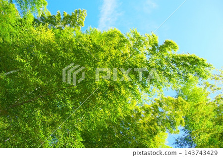 新鮮的綠色竹林 新鮮的綠色竹林 143743429