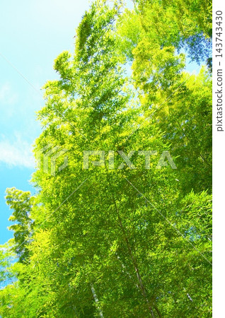新鮮的綠色竹林 新鮮的綠色竹林 143743430