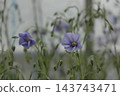 多年生亞麻淡藍色的花朵在高原的春風中搖曳。 143743471