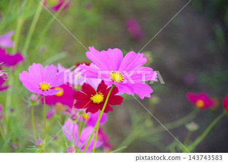 秋花波斯菊 秋花波斯菊 143743583