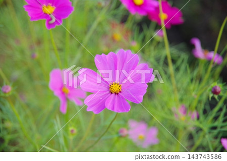 與波斯菊花的風景 與波斯菊花的風景 143743586