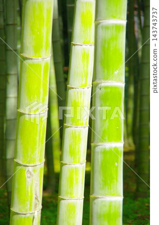 新鮮的綠色竹林 新鮮的綠色竹林 143743737