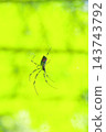 Nephila spider Nephila spider 143743792