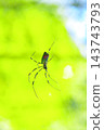 Nephila spider Nephila spider 143743793