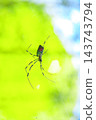 Nephila spider Nephila spider 143743794