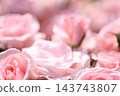 Rose scenery 143743807