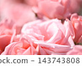 Rose scenery 143743808