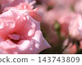 Rose scenery 143743809