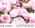 Rose scenery 143743810