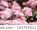 Rose scenery 143743811