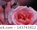 Rose scenery 143743812