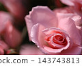 Rose scenery 143743813