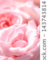 Rose scenery 143743814